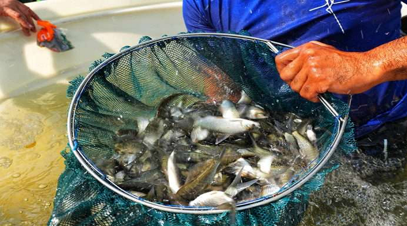 Siembran 120 mil coporos en represa Campilongo de Guárico